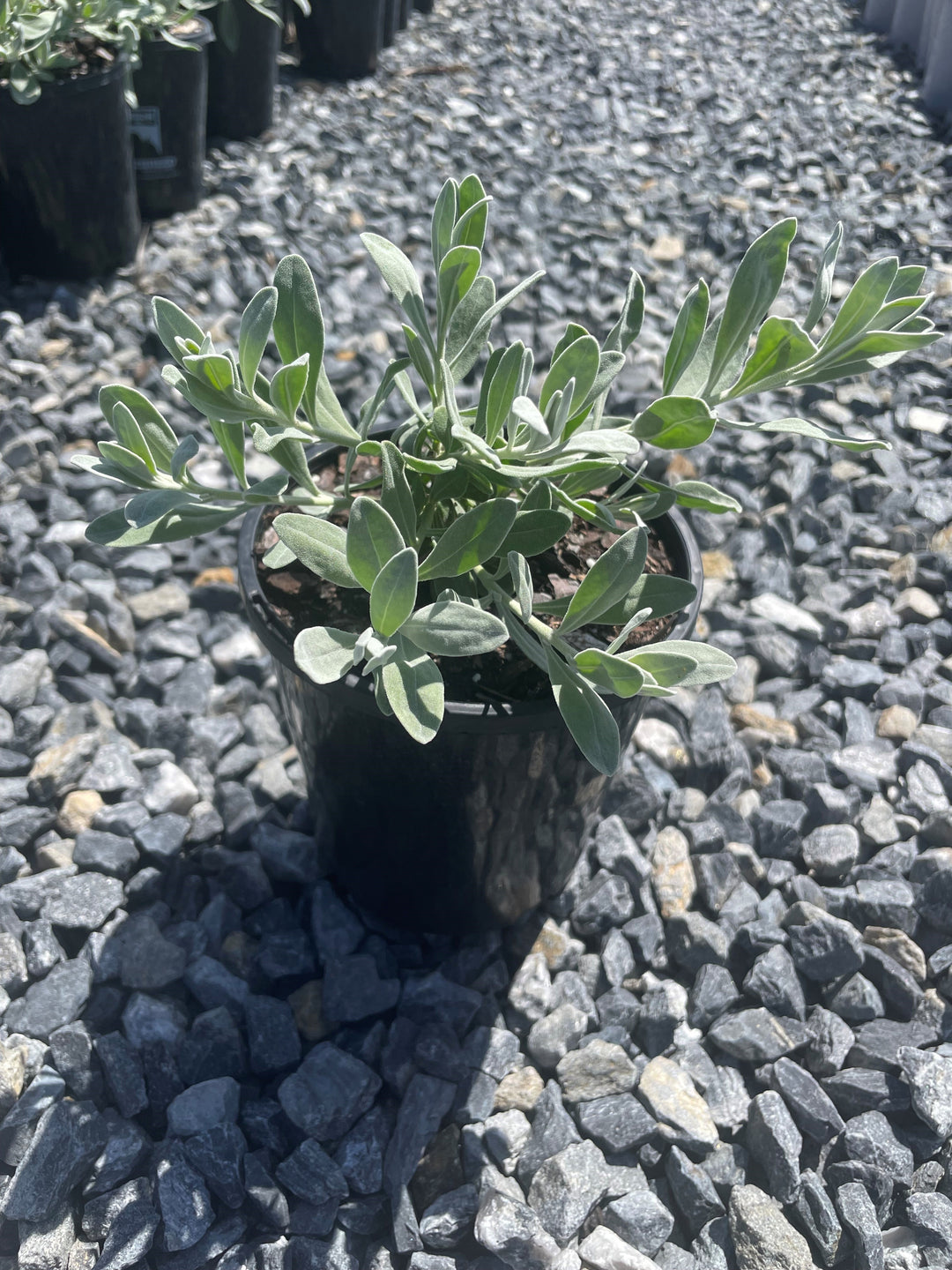 Eremophila glabra &