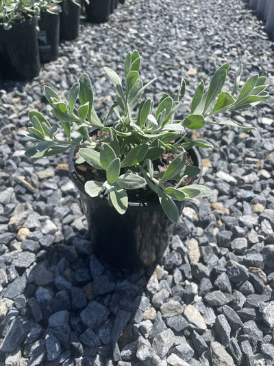 Eremophila glabra 'Blue Horizon' 140mm Pot for sale Adelaide Plant Co