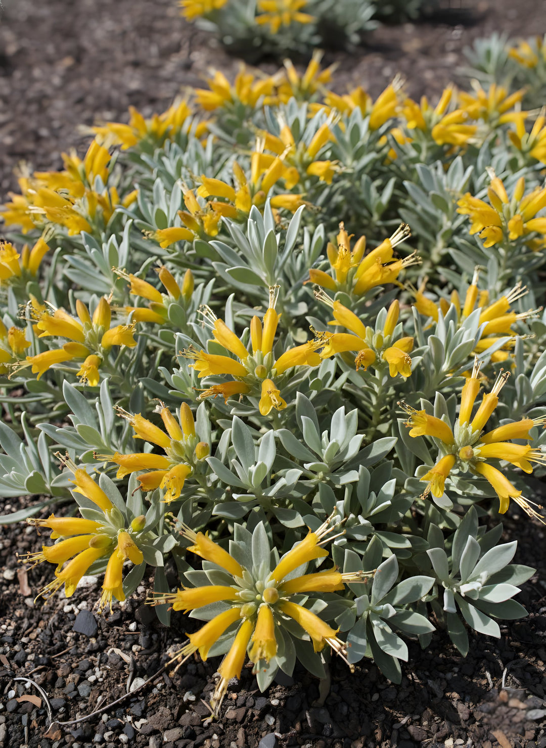 Eremophila glabra 'Kalbarri Carpet' 140mm Pot for sale Adelaide Plant Co