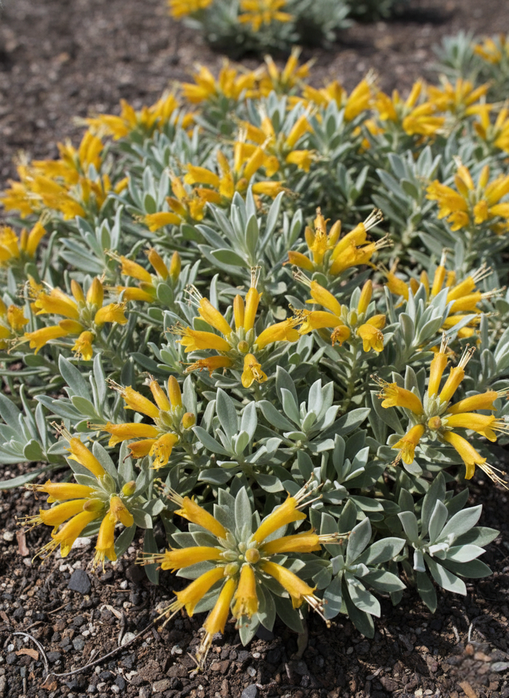 Eremophila glabra 'Kalbarri Carpet'