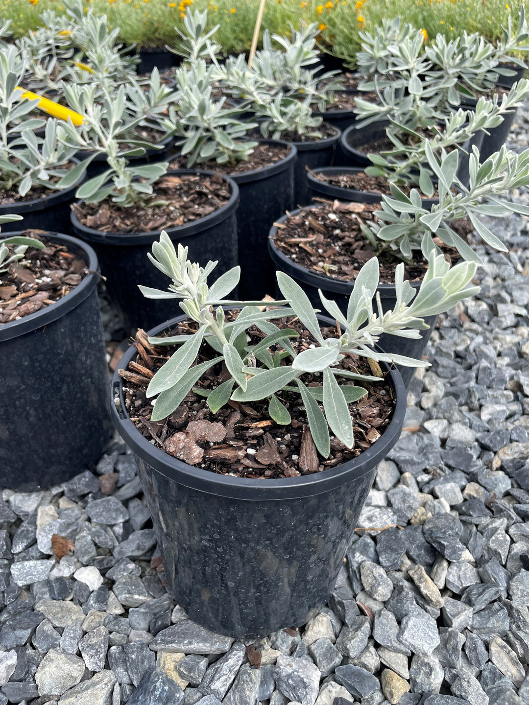 Eremophila glabra 'Kalbarri Carpet'