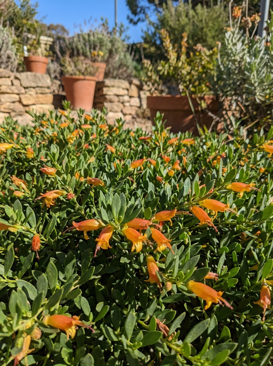 Eremophila glabra 'Roseworthy' 140mm Pot for sale Adelaide Plant Co