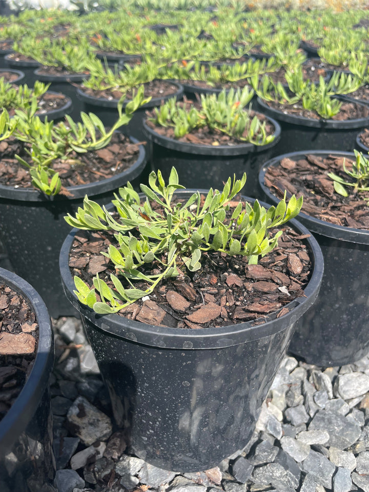 Eremophila glabra &