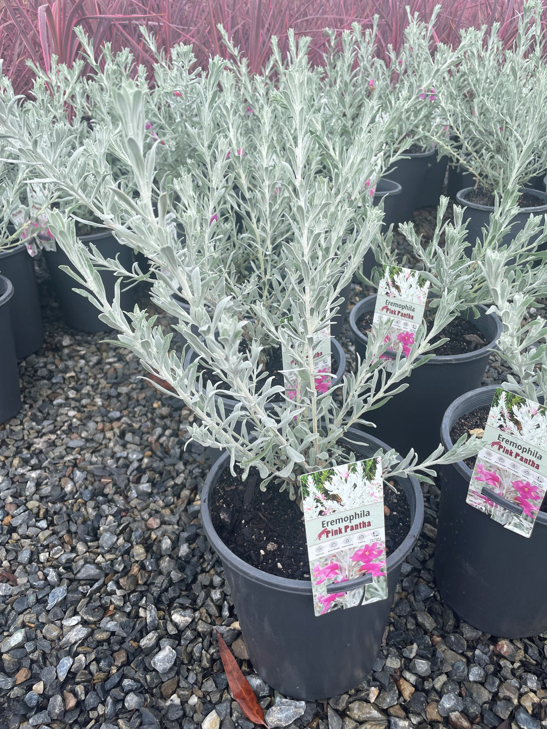 Eremophila hybrid 'Pink Pantha' 5L Pot for sale Adelaide Plant Co