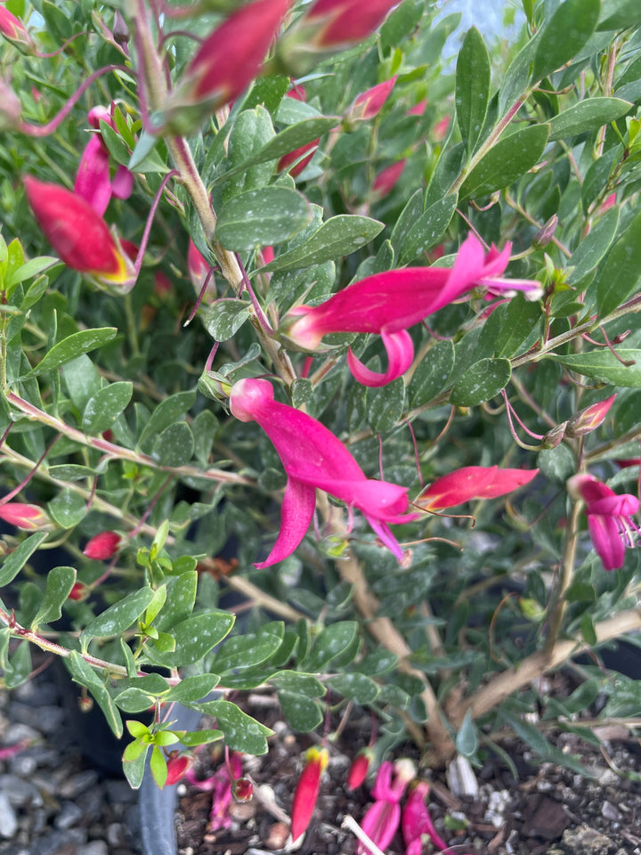 Eremophila &
