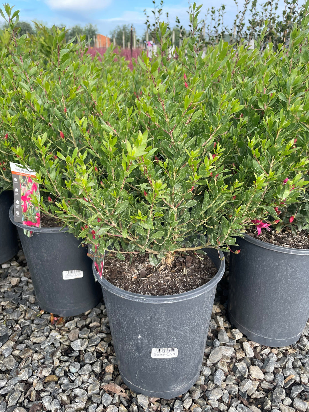 Eremophila 'Pink Passion' 5L Pot for sale Adelaide Plant Co