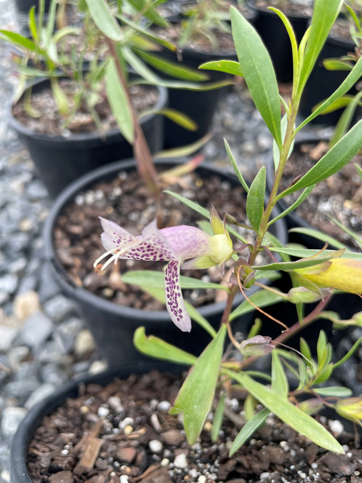 Eremophila Maculata 'Silver'