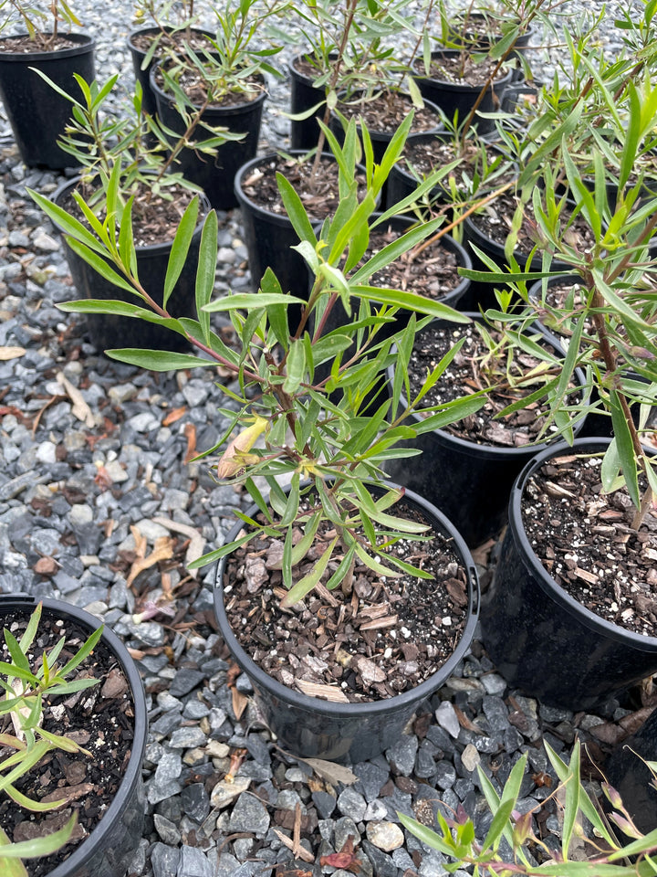 Eremophila Maculata 'Silver'