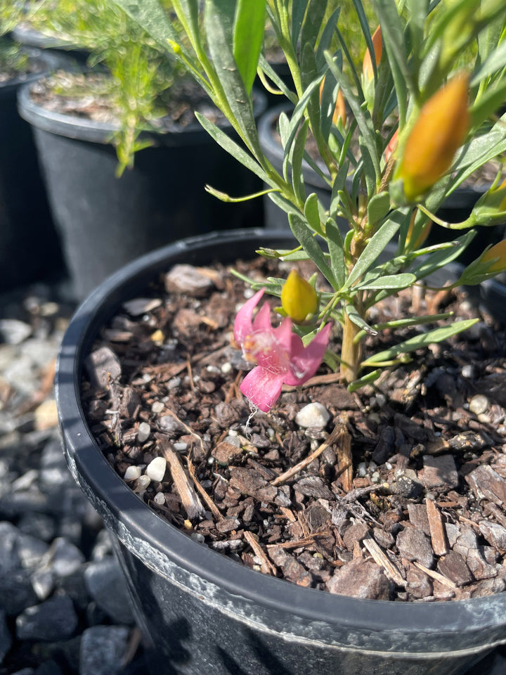 Eremophila maculata x racemosa &