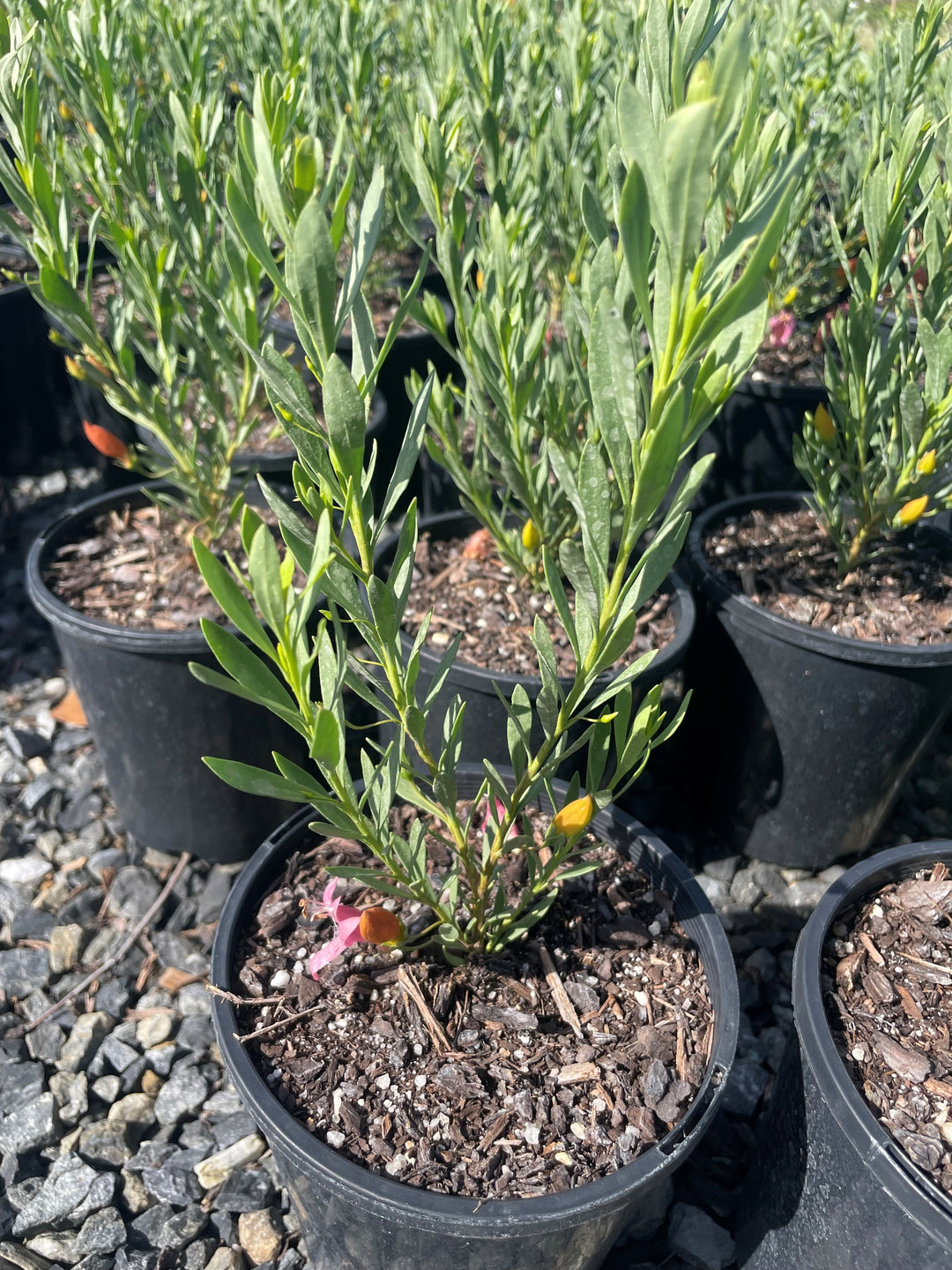 Eremophila maculata x racemosa &