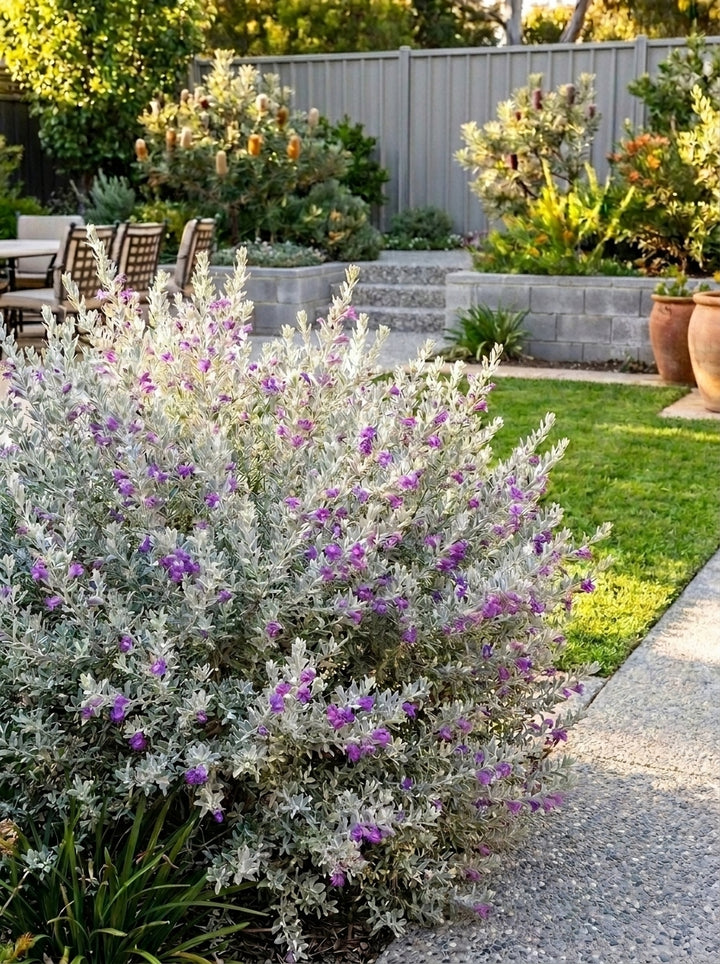 Eremophila nivea 140mm Pot for sale Adelaide Plant Co