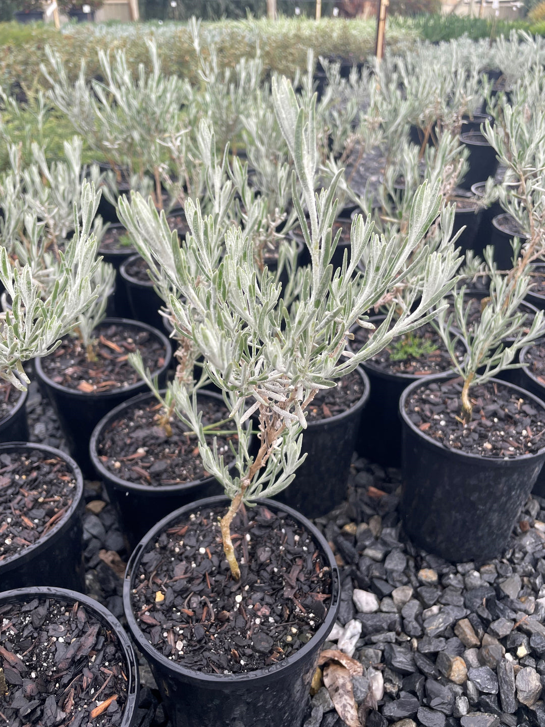 Eremophila nivea 140mm Pot for sale Adelaide Plant Co