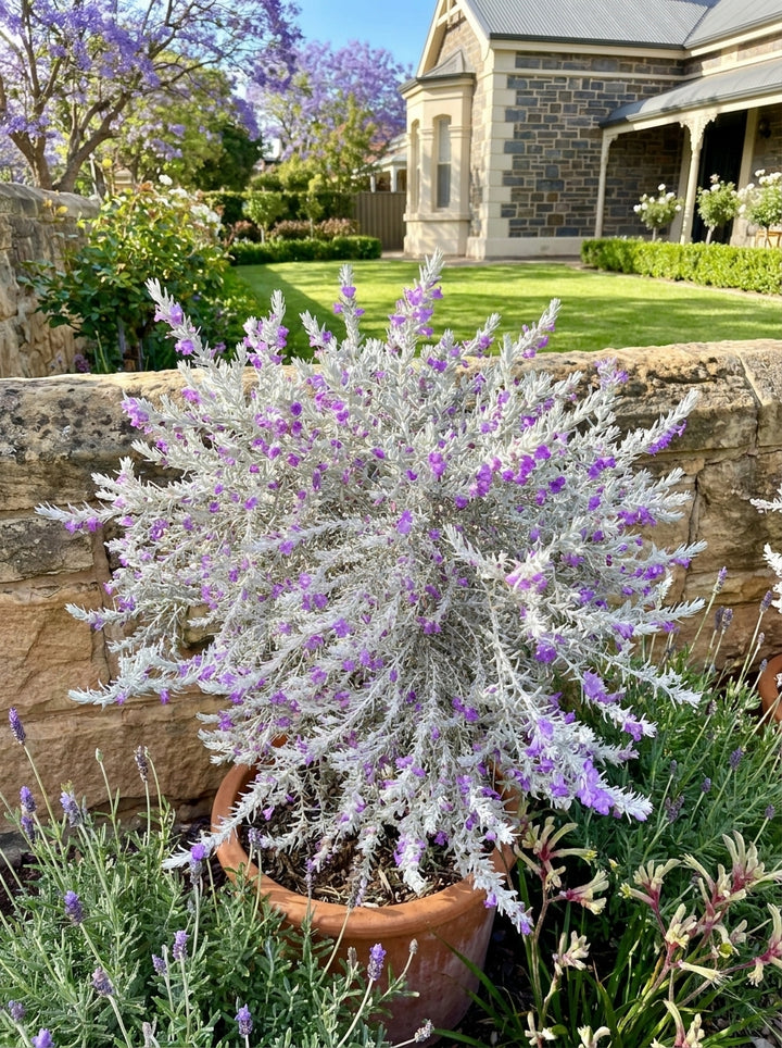 Eremophila nivea &