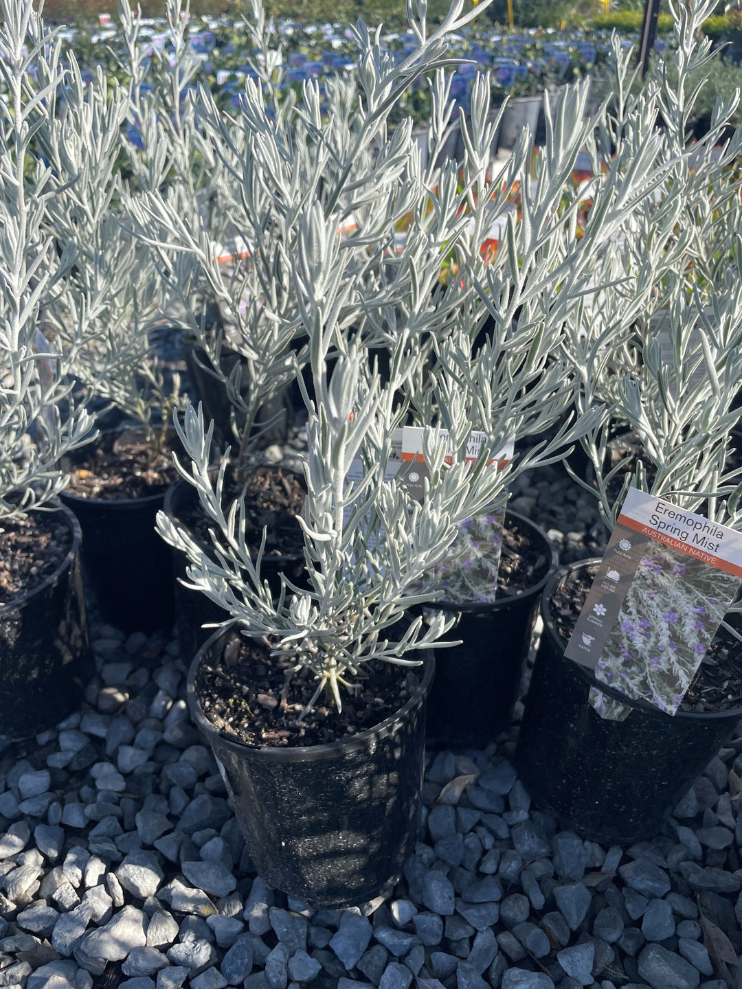 Eremophila nivea &