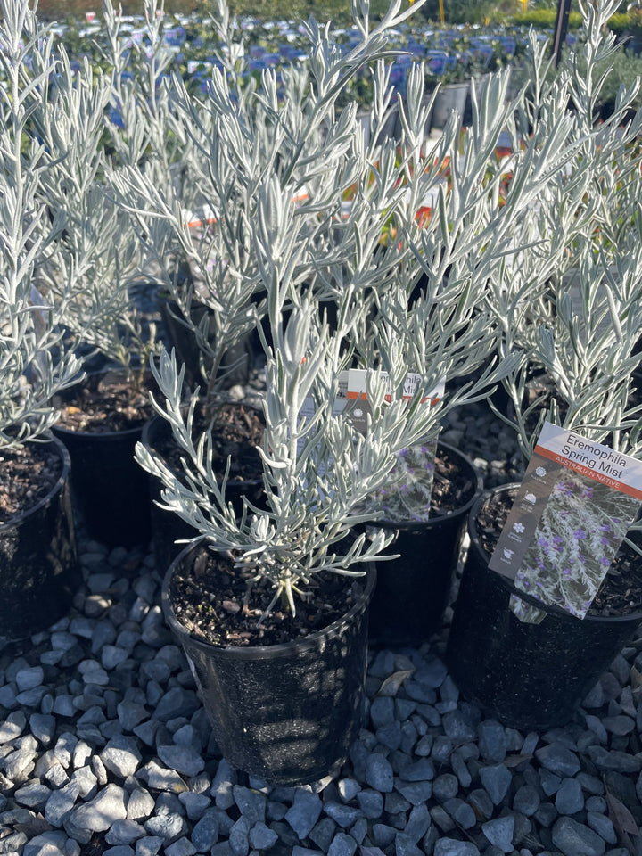 Eremophila nivea &