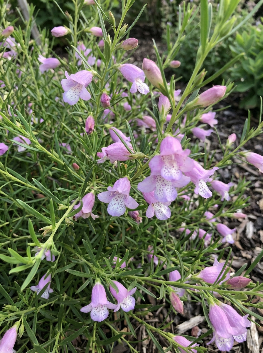 Eremophila hybrid 'Summertime Blue' 140mm Pot for sale Adelaide Plant Co
