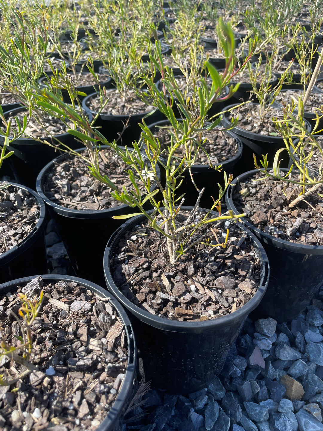 Eremophila hybrid &