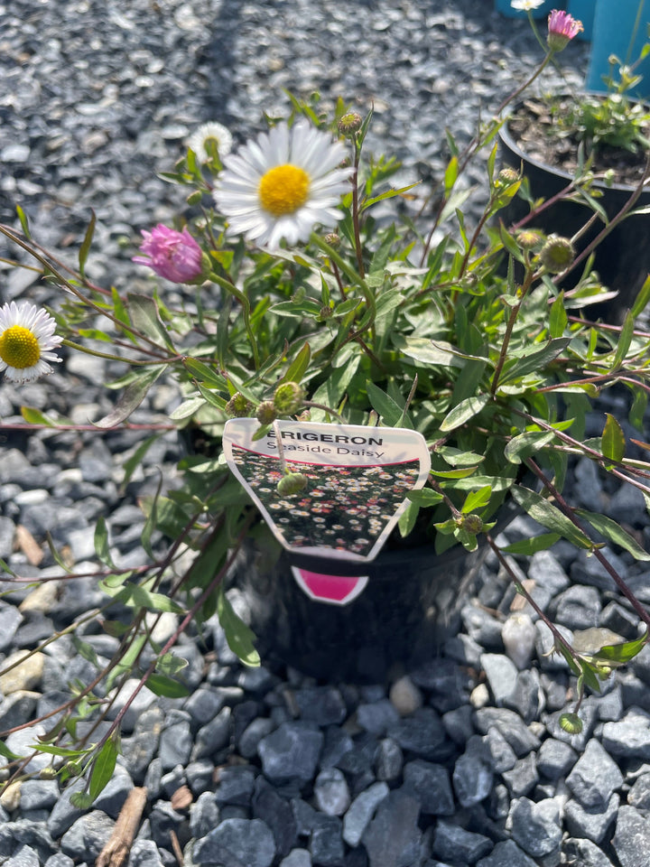 Erigeron Karvinskianus