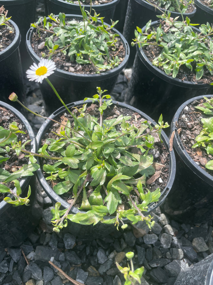 Erigeron Karvinskianus