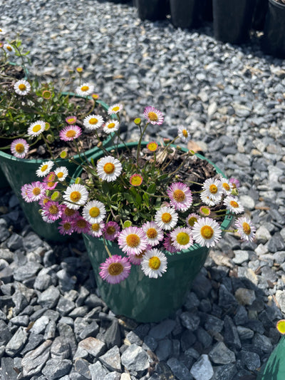 Erigeron Karvinskianus 'Spindrift' 140mm Pot for sale Adelaide Plant Co