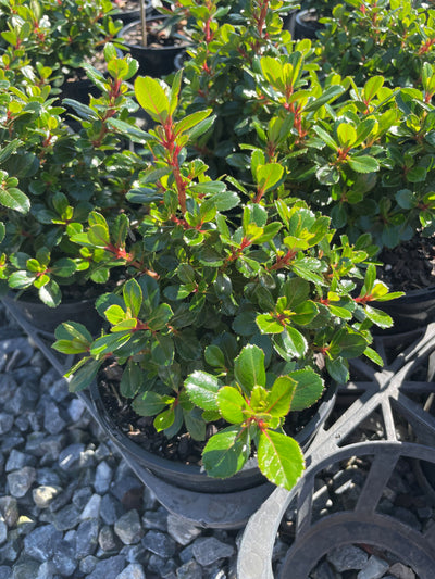 Escallonia Macrantha 'Pink Pixie' 140mm Pot for sale Adelaide Plant Co