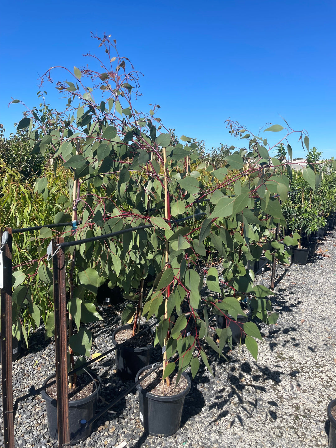 Eucalyptus caesia &
