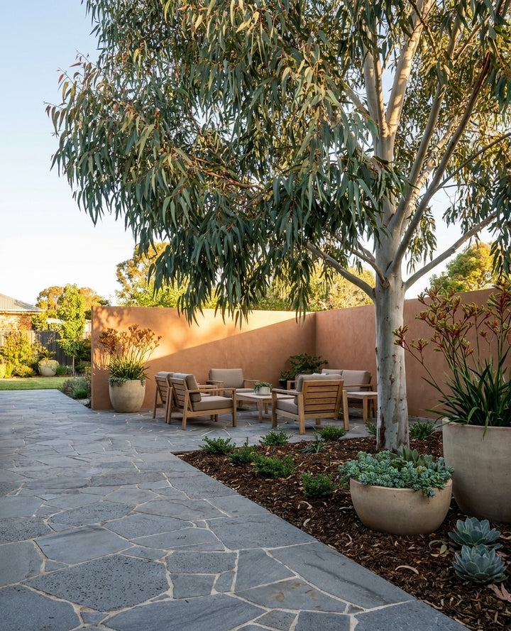 Eucalyptus Camaldulensis shading a paved courtyard with outdoor seating beneath it in an Adelaide garden.
