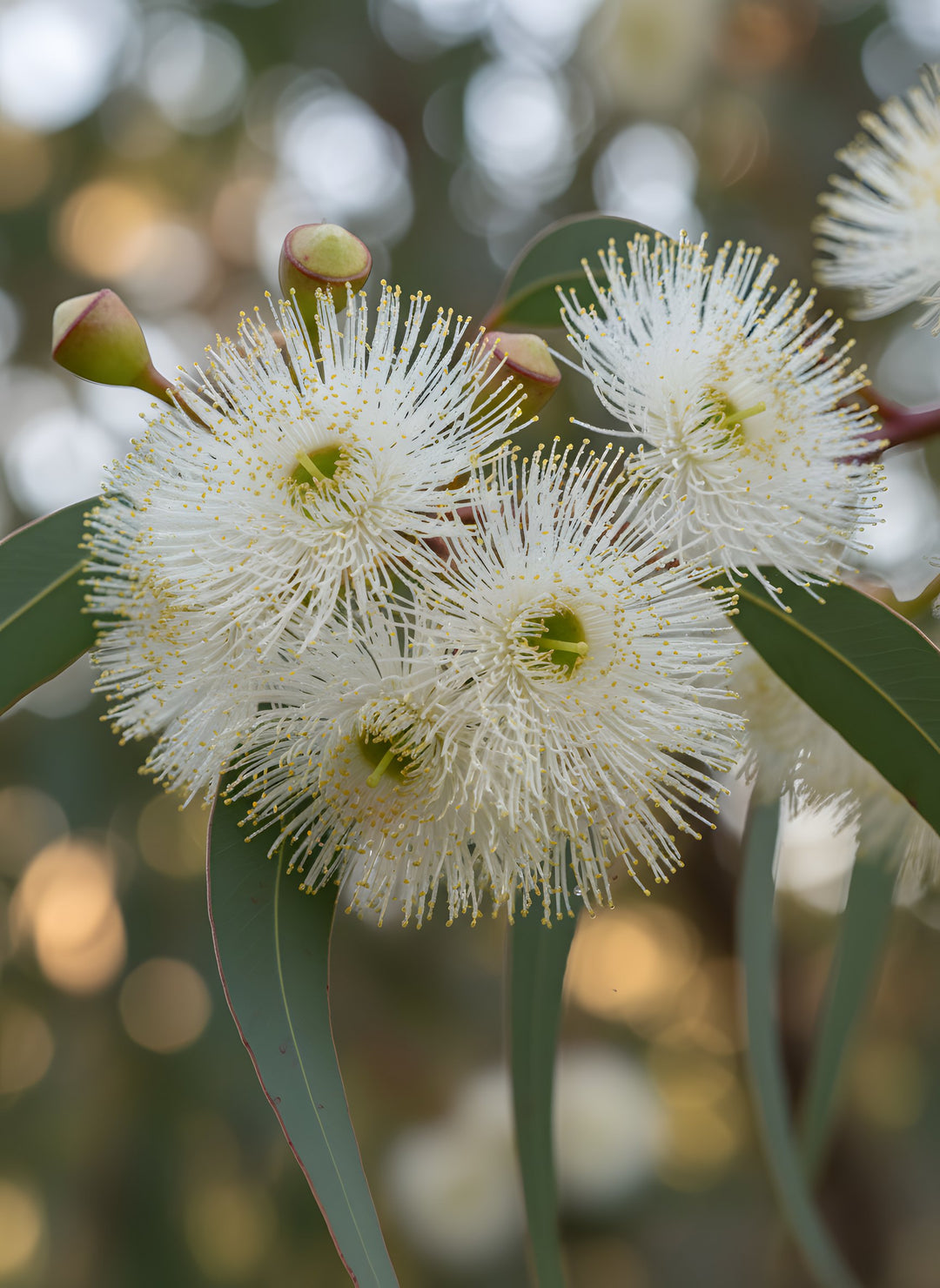 Eucalyptus Camaldulensis 200mm Pot for sale Adelaide Plant Co