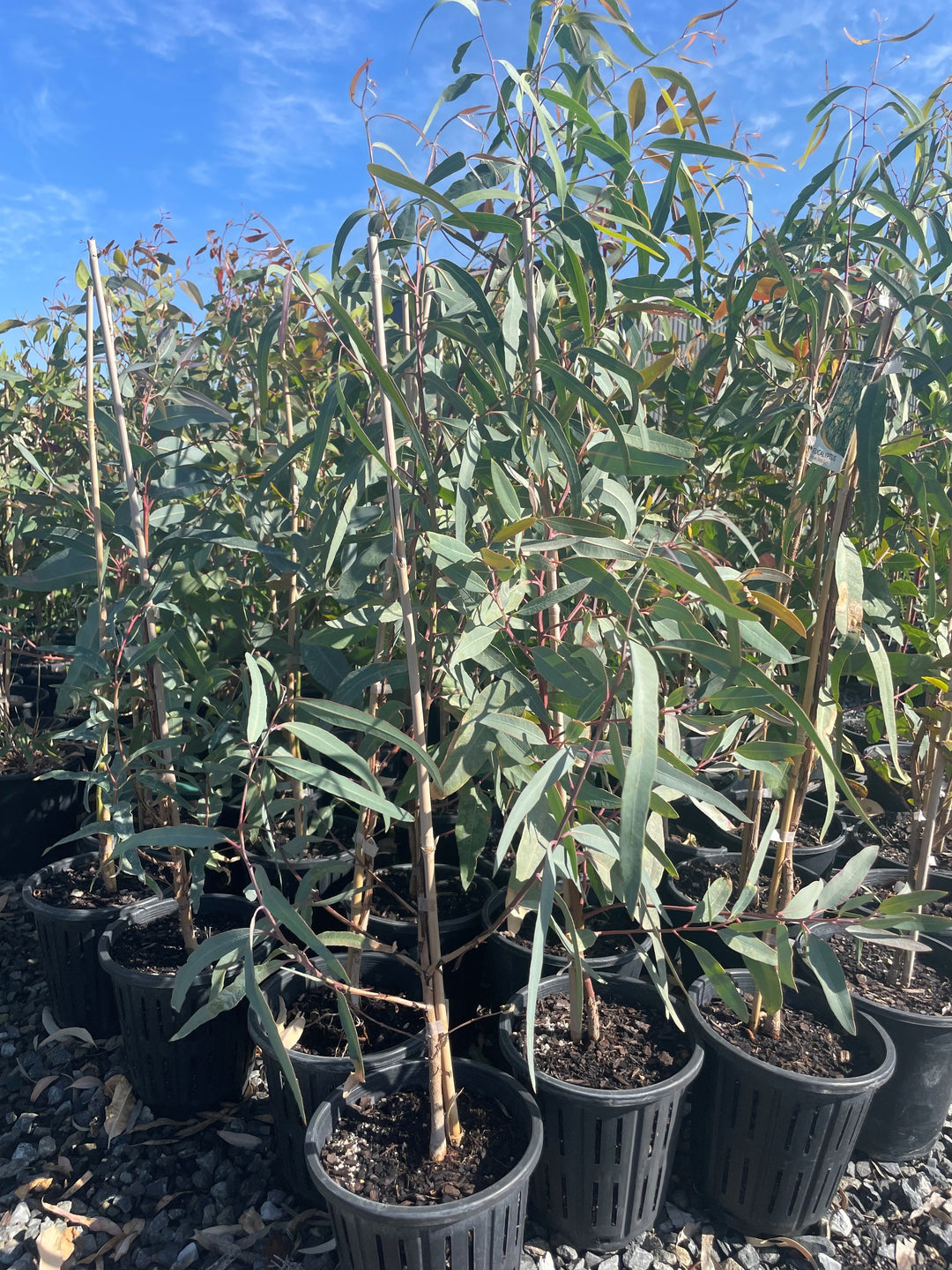 Eucalyptus Camaldulensis 200mm Pot for sale Adelaide Plant Co