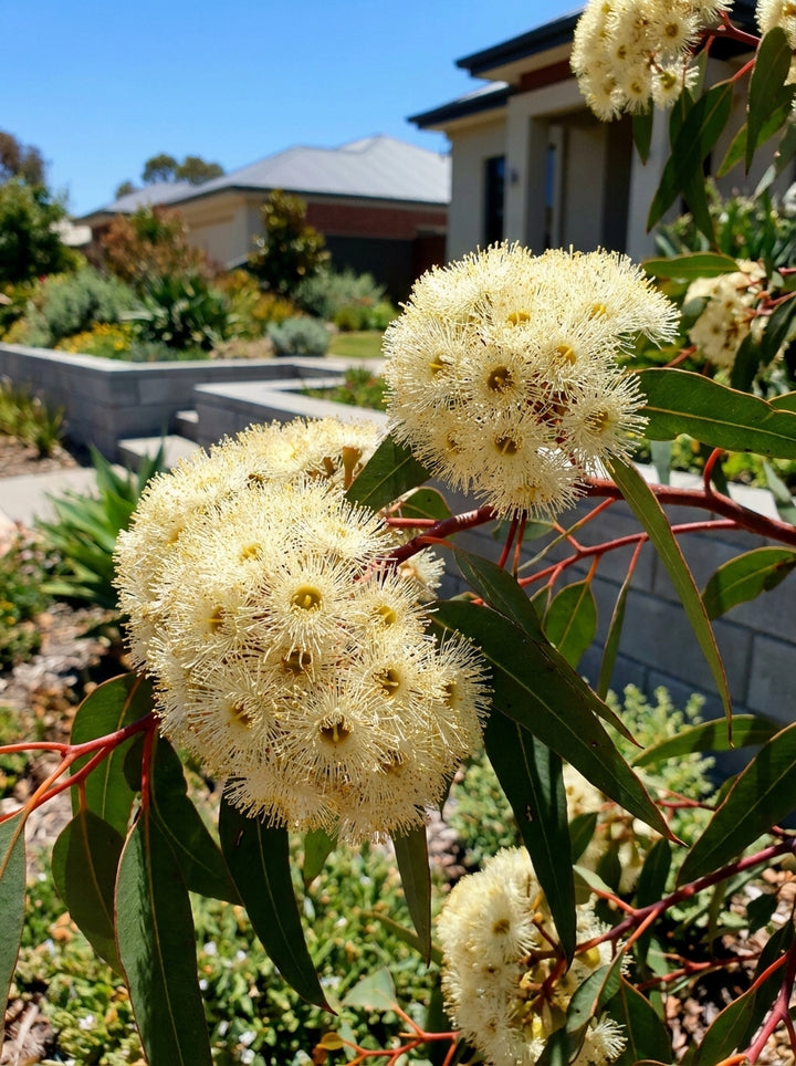 Eucalyptus cladocalyx Nana 300mm Pot for sale Adelaide Plant Co