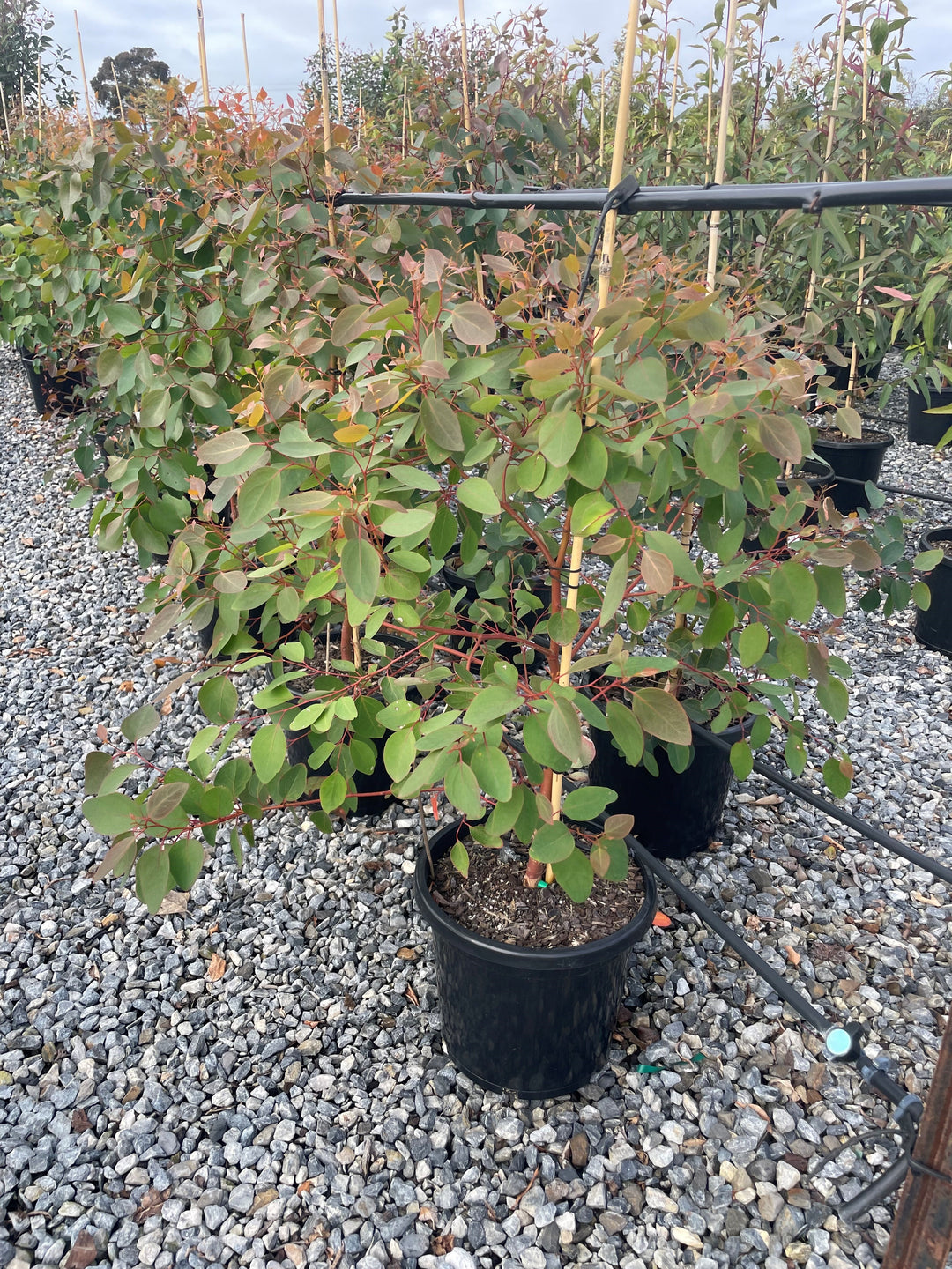 Eucalyptus cladocalyx Nana 300mm Pot for sale Adelaide Plant Co