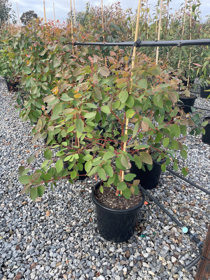 Eucalyptus cladocalyx Nana 300mm Pot for sale Adelaide Plant Co