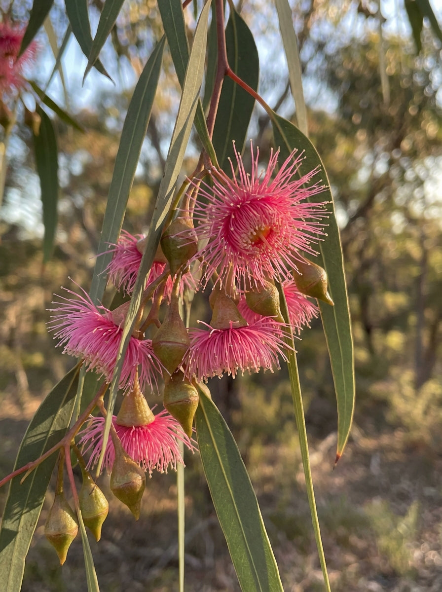 Eucalyptus Leucoxylon &