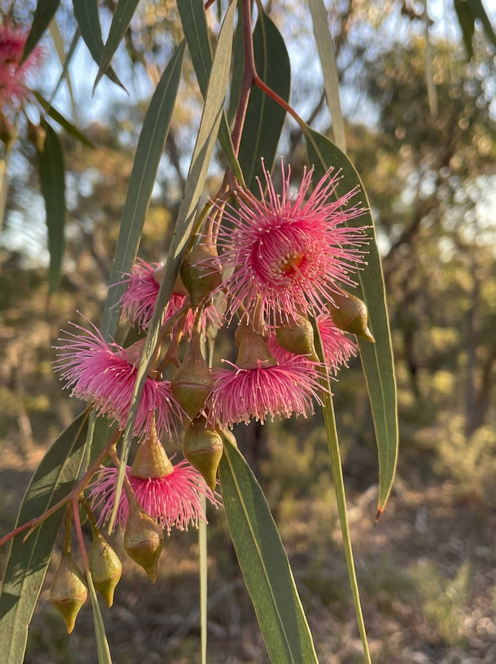 Eucalyptus Leucoxylon &
