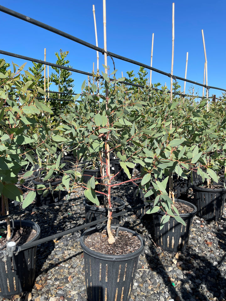 Eucalyptus Leucoxylon &