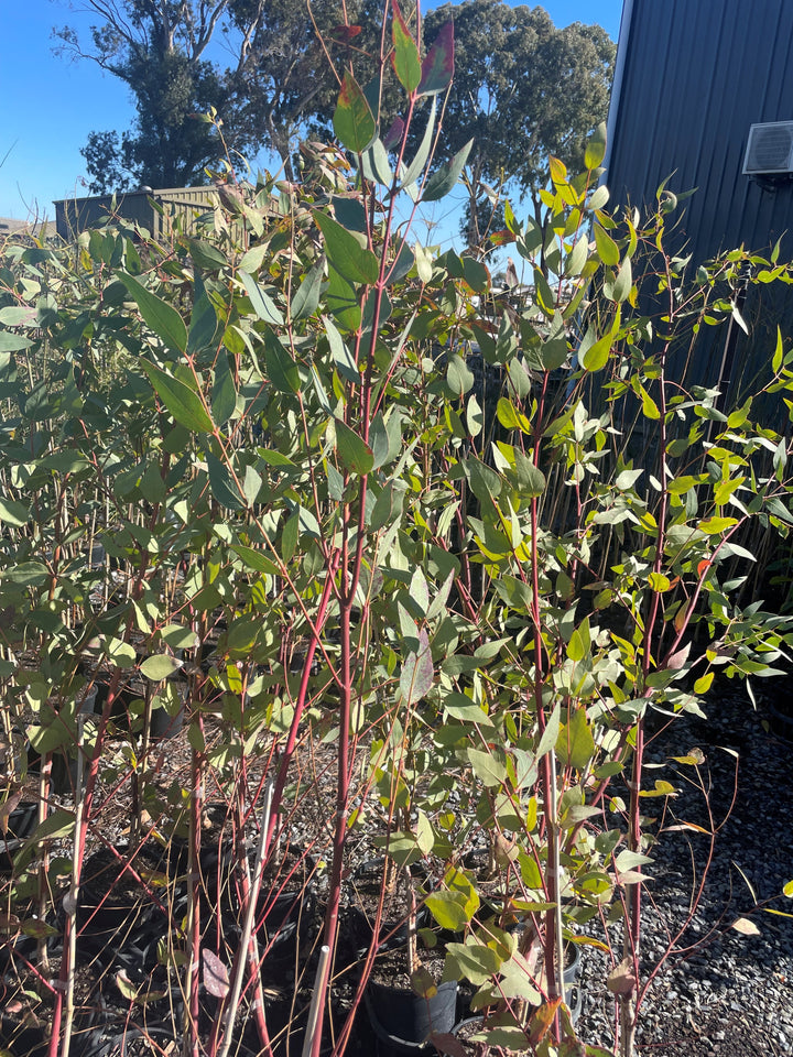 Eucalyptus Leucoxylon Rosea