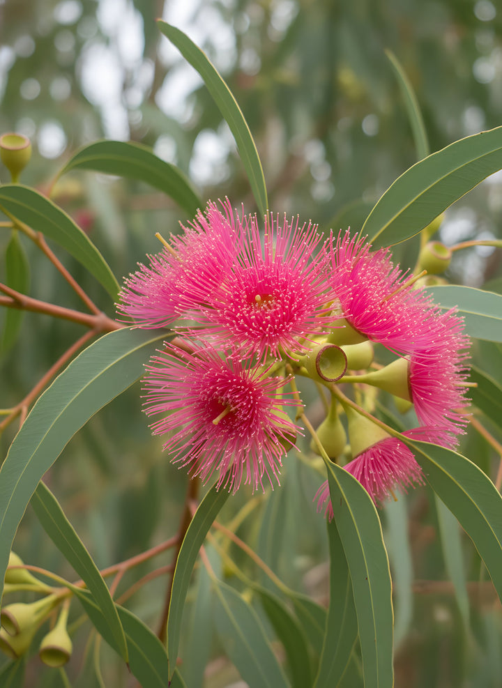 Eucalyptus Leucoxylon Rosea 200mm Pot for sale Adelaide Plant Co