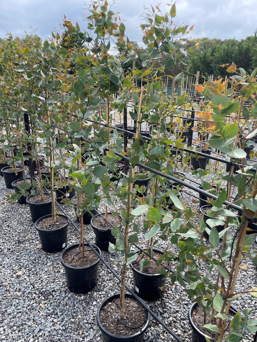 Eucalyptus Leucoxylon Rosea