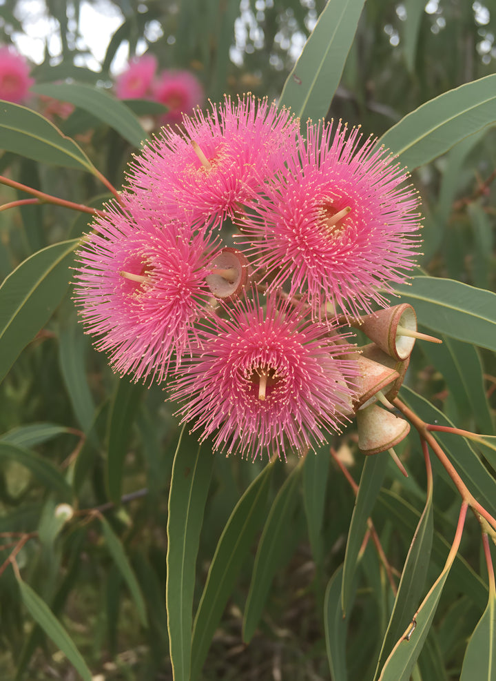 Eucalyptus Leucoxylon subsp. Megalocarpa 200mm Pot for sale Adelaide Plant Co