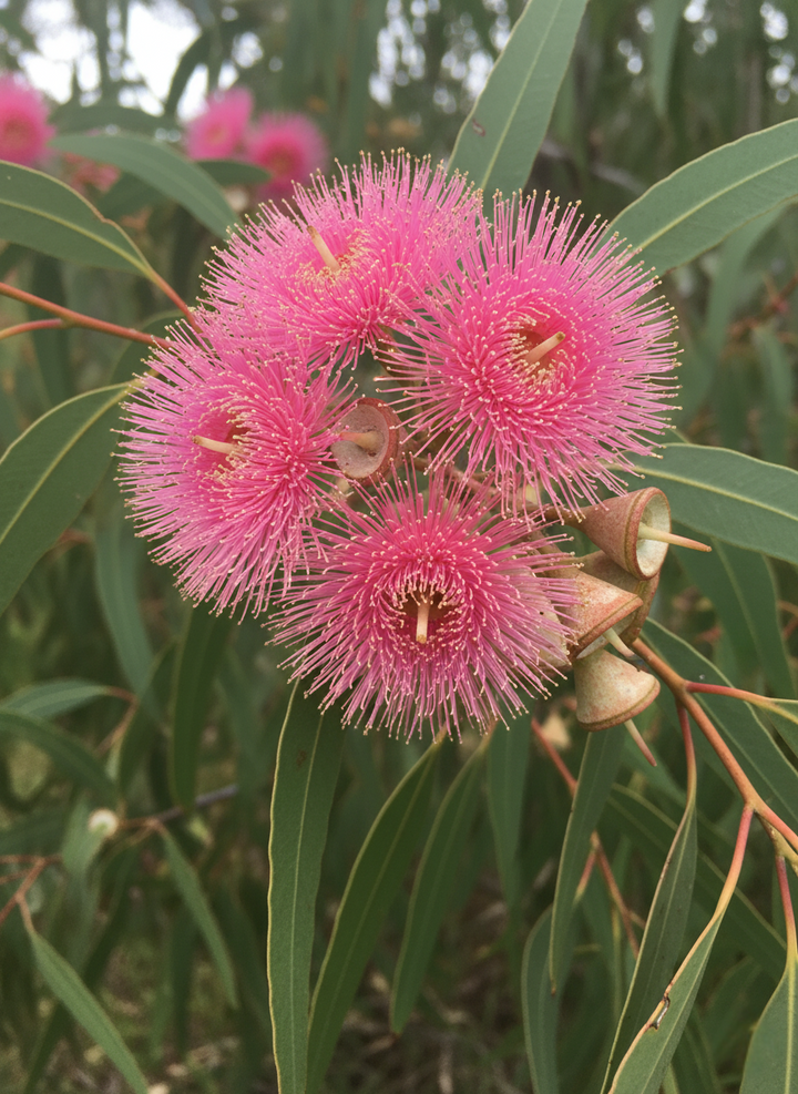 Eucalyptus Leucoxylon subsp. Megalocarpa