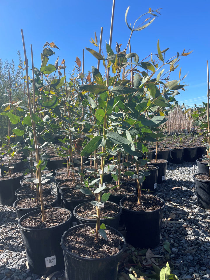 Eucalyptus Leucoxylon subsp. Megalocarpa