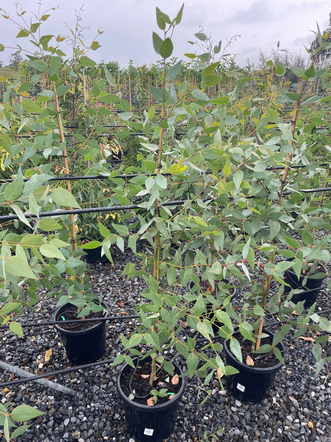 Eucalyptus Leucoxylon subsp. Megalocarpa 300mm Pot for sale Adelaide Plant Co