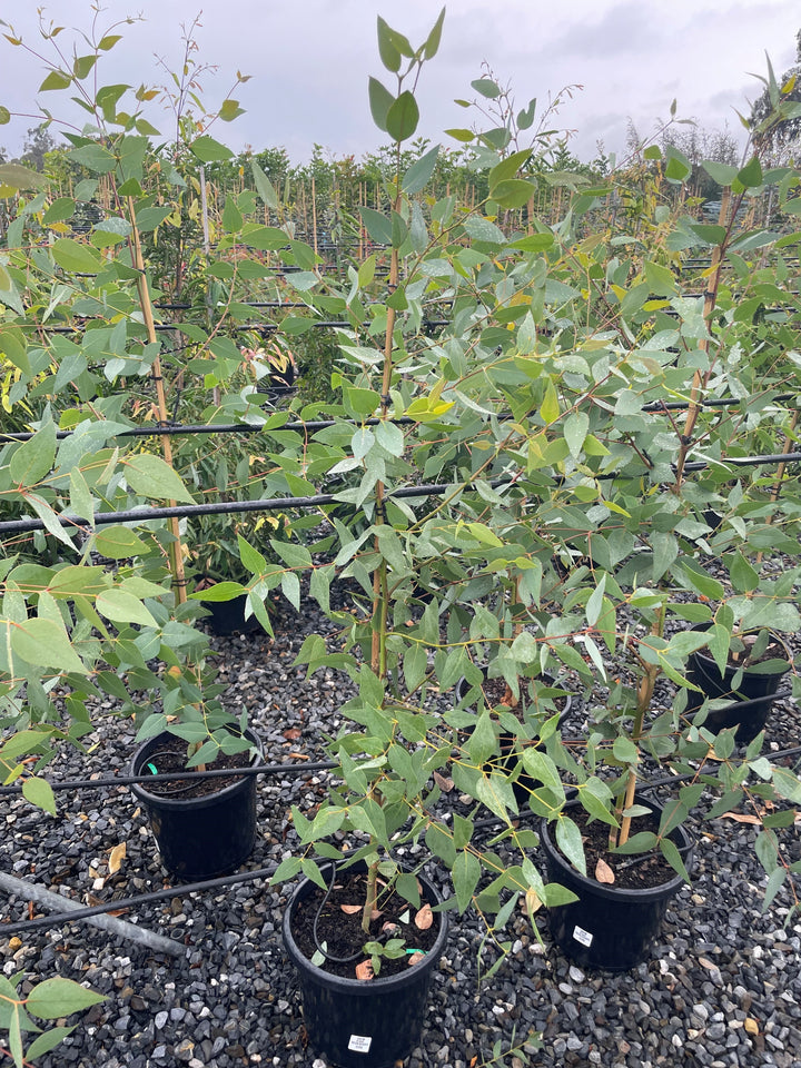 Eucalyptus Leucoxylon subsp. Megalocarpa 300mm Pot for sale Adelaide Plant Co