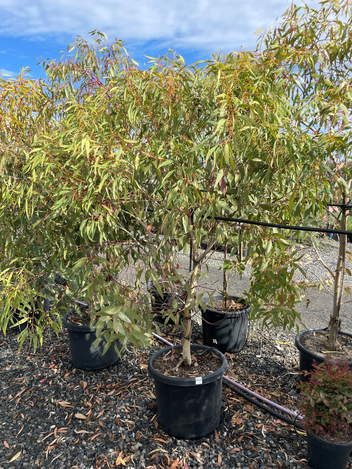 Eucalyptus Leucoxylon subsp. Megalocarpa 500mm Pot for sale Adelaide Plant Co