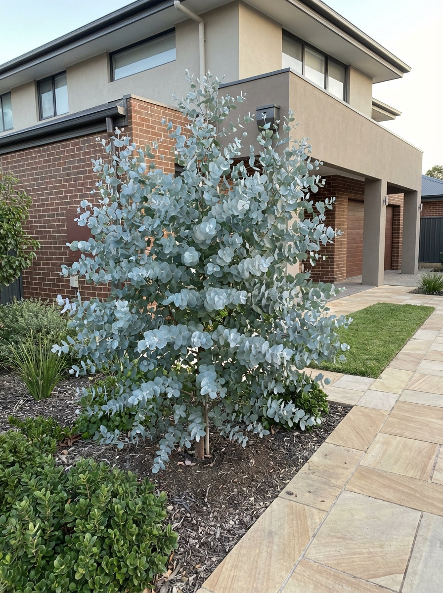 Eucalyptus Pulverulenta &