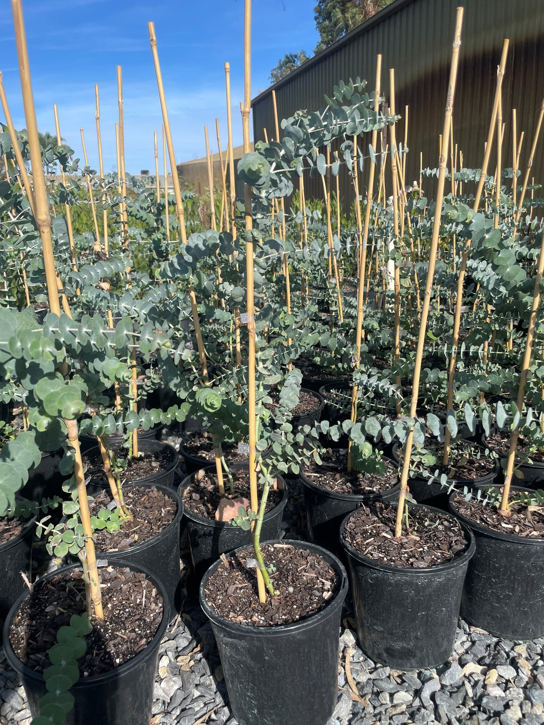 Eucalyptus Pulverulenta &