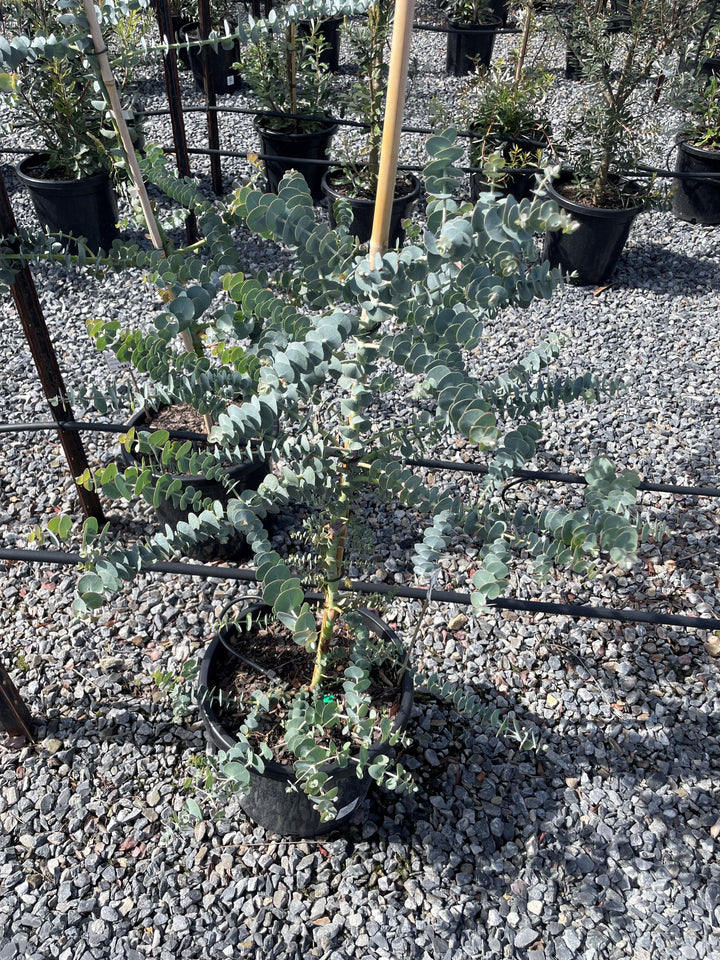 Eucalyptus Pulverulenta &