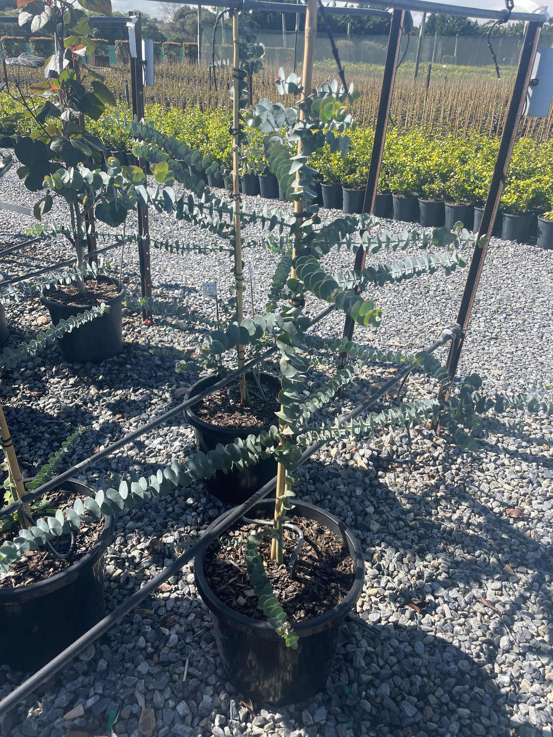 Eucalyptus Pulverulenta &