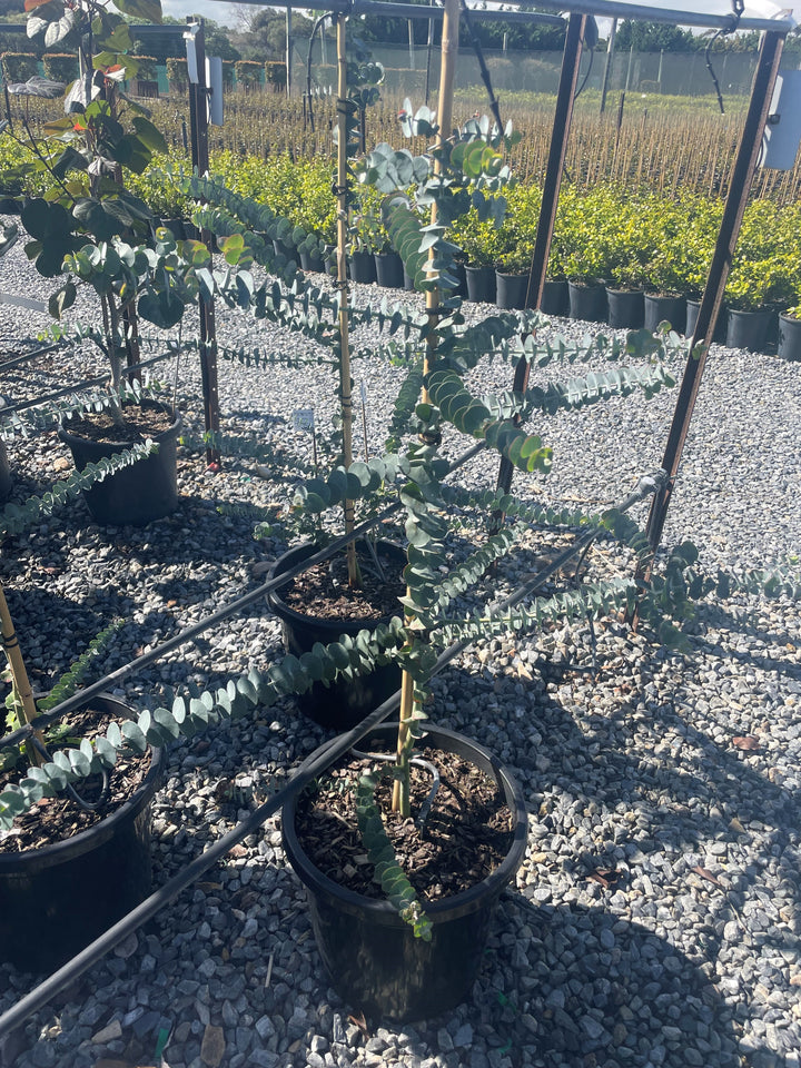 Eucalyptus Pulverulenta &
