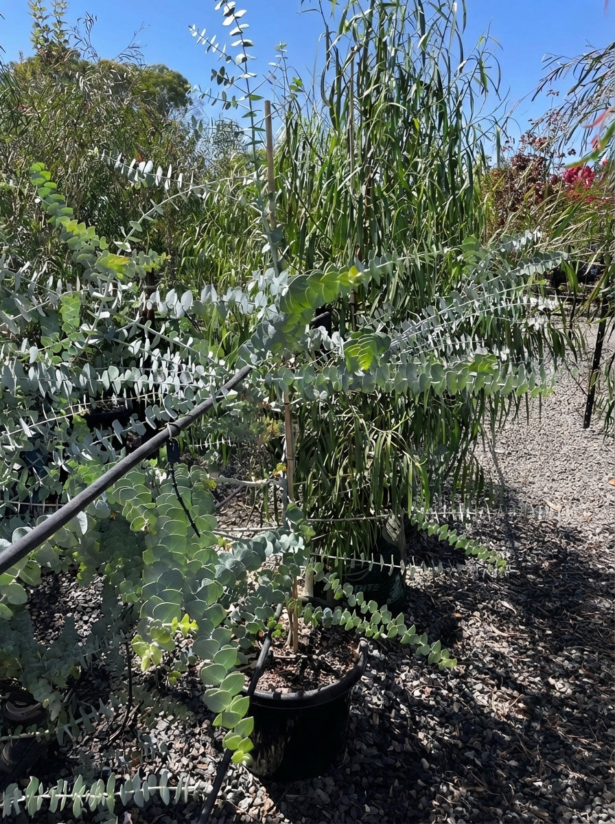 Eucalyptus Pulverulenta &
